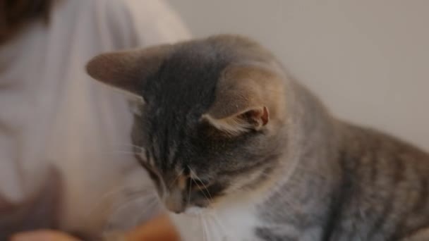 Mujer Caucásica Alimentando Gato Esponjoso Sus Manos Cuida Mascota — Vídeo de stock