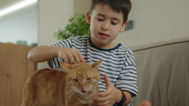 Чарівний Маленький Хлопчик Пестить Червонуватого Кота Приміщенні Весела Маленька Кошенячка — стокове відео