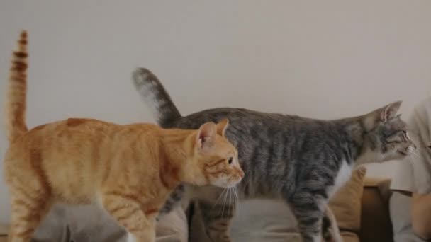 Brunetka Karmiąca Dwa Koty Granulkami Suchej Żywności Dłoni Piękny Kotek — Wideo stockowe