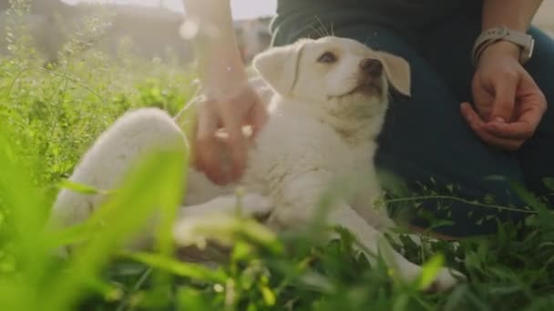 Vrouw Handen Aanraken Aaien Een Witte Puppy Hond Zittend Groen — Stockvideo
