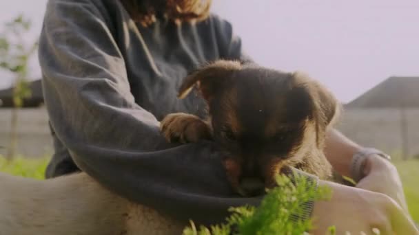 Giocoso Cucciolo Cane Mordere Cappotto Dei Proprietari Giocando Giardino Divertente — Video Stock