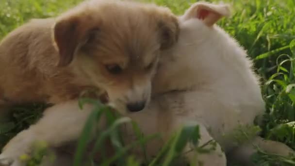 Schattige Puppy Die Samen Tuin Spelen Grappige Uitdrukkingen Hun Gezicht — Stockvideo