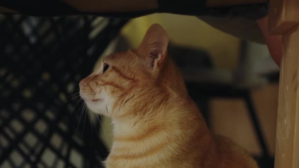 Närbild Rolig Glad Ingefära Katt Stirrande Missförstånd Och Stora Ögon — Stockvideo
