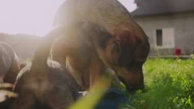 Kadın okşama ve evcil köpeklere masaj gibi konulara dikkat et. Küçük köpek..