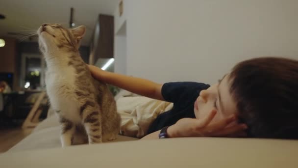 Αστείο Αγοράκι Που Αγκαλιάζει Γατάκια Ξαπλωμένο Στον Καναπέ Έννοια Κατοικίδιων — Αρχείο Βίντεο