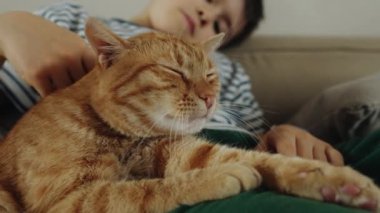Rahat küçük çocuk uykulu bir kedinin kırmızı kürkünü okşuyor. Küçük çocuk evde evcil hayvanıyla boş zaman geçiriyor..