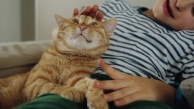 Kedili bir çocuk evde kanepede birlikte rahatlarken eğleniyor. İlişki kedisi ve insan. Evcil hayvanla arkadaşlık.