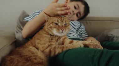 Çocuk kanepede kızıl saçlı kediyi okşuyor. Duygusal destek hayvanı. İlişki kedisi ve insan. Evcil hayvanla arkadaşlık.