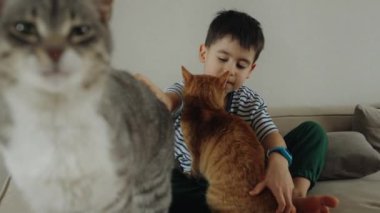 Genç bir çocuk kanepede oturuyor ve onu iki evcil kediyle paylaşıyor. Kediler, Felidae ailesinin üyeleri, onun evcil hayvanları gibi oğlanların ilgisinin tadını çıkarıyorlar.