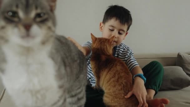 Băiat Stă Canapea Împărtășind Două Pisici Domestice Pisicile Membrii Familiei — Videoclip de stoc