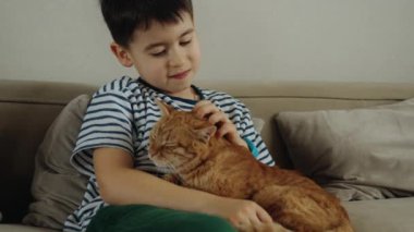 Küçük bir çocuk kanepede oturur ve bir felidae ile bir anlık rahatlığı paylaşır. Turuncu kedi kollarında mutlu bir şekilde mırıldanıyor. Bıyıkları kalçasını gıdıklıyor.