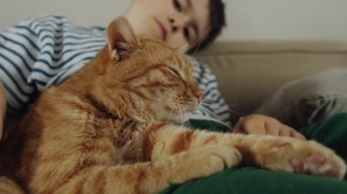 Felidae familyasından küçük bir kedi, tüylü, bıyıklı ve kulaklı bir kedi, bir kanepede yatarken bir çocuk tarafından okşanıyor.