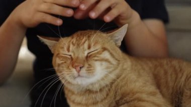 Portakallı bir kedinin, bir çocuk tarafından kafasından nazikçe okşanıp, saf mutluluğu gösteren yakın plan fotoğrafı..