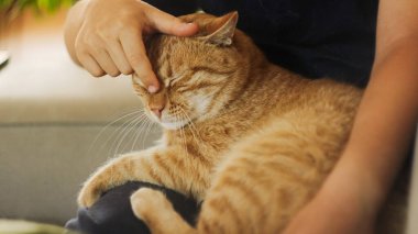 Memnun bir turuncu tekir kedi, sahibini rahat bir kanepede okşayarak huzurlu bir anın tadını çıkarır..