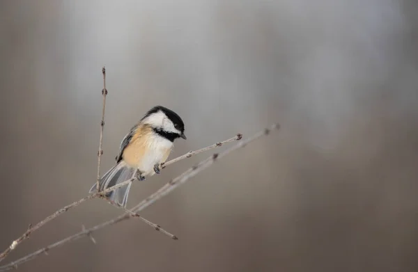 Black Capped Chickadee Isolated Grey Background Perched Branch Winter — Stock Photo, Image