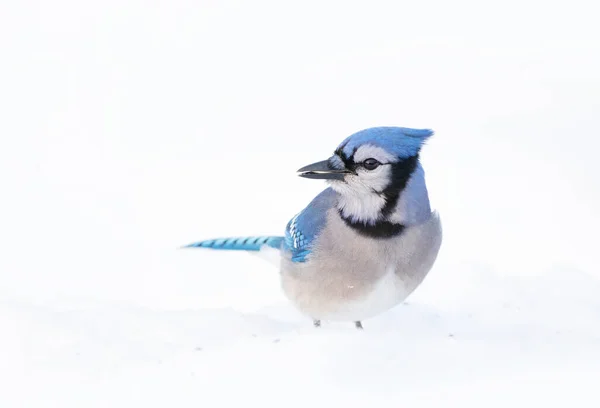 Blue Jay Cyanocitta Cristata Hóban Keres Élelmet Egy Kanadai Télen — Stock Fotó