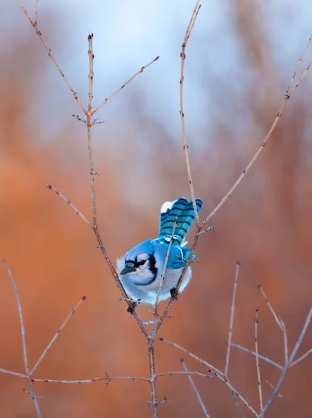 Blue Jay Cyanocitta Cristata Сидел Ветке Восходе Солнца Канадский Осенний — стоковое фото