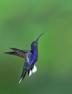 Violet Lincoln sinekkuşu (Campylopterus hemileucurus) Kosta Rika 'da uçuyor