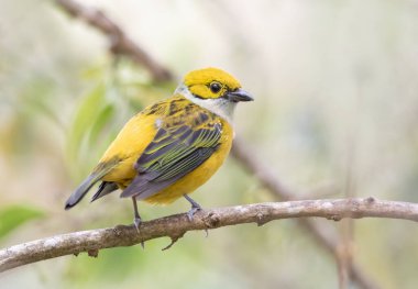 Kosta Rika 'da yosunlu bir dala tünemiş gümüş boğazlı tanjör.
