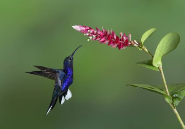 Violet Lincoln sinekkuşu (Campylopterus hemileucurus) Kosta Rika 'da bir çiçekten besleniyor
