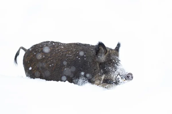 Wildschweine Isoliert Auf Weißem Hintergrund Winterschnee Kanada — Stockfoto
