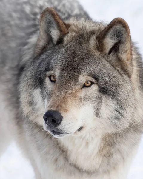 Timber Wolf or grey wolf portrait closeup in winter snow in Canada