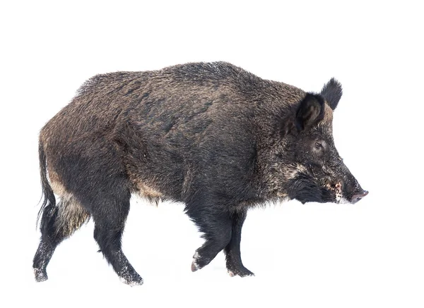 Wild Boar Isolated White Background Standing Winter Snow Canada — Stock Photo, Image