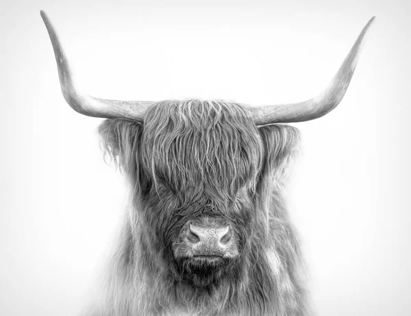 Retrato Gado Escocês Highland Preto Branco — Fotografia de Stock