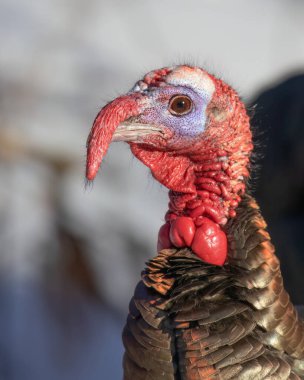 Eastern male Wild Turkey tom closeup with a long snood and waddle strutting through the winter snow in Canada
