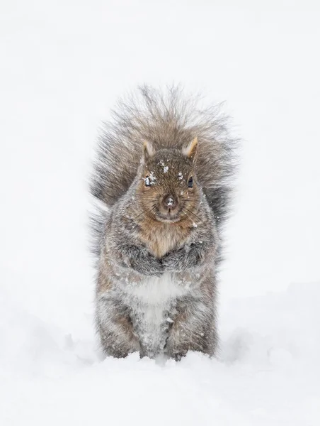 Mooie Vette Grijze Eekhoorn Poseert Voor Mij Winter Sneeuw Buurt — Stockfoto