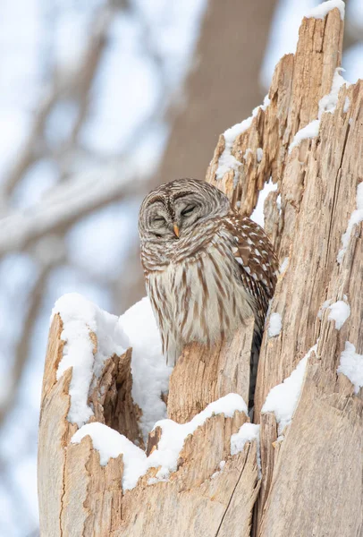 Barred Owl Strix Varia Sleeping Snow Covered Tree Stump Winter — Stock Photo, Image