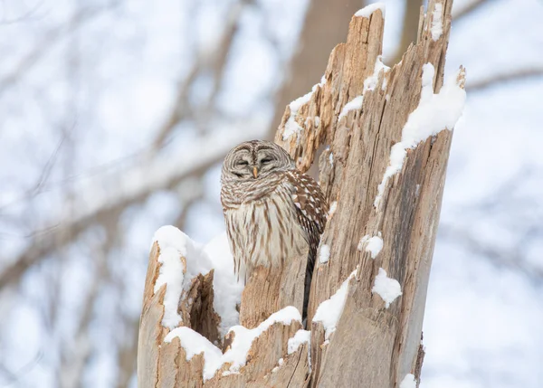 Barred Owl Strix Varia Sleeping Snow Covered Tree Stump Winter — Stock Photo, Image