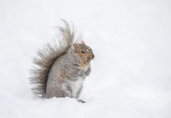 Beautiful fat Grey squirrel posing for me in the winter snow near the Ottawa river in Canada