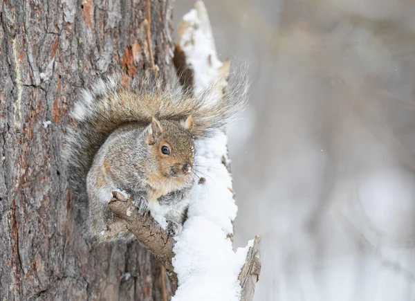 Beautiful fat Grey squirrel posing on a tree branch in winter near the Ottawa river in Canada