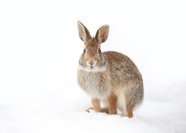 Eastern cottontail rabbit sitting in a winter forest. clipart