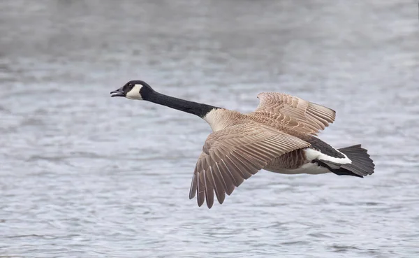 A lone Canada goose flying over the Ottawa river in a Canadian winter