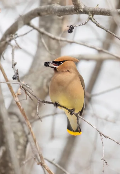 A lone Cedar Waxwing with a berry perched on a branch in a Canadian winter