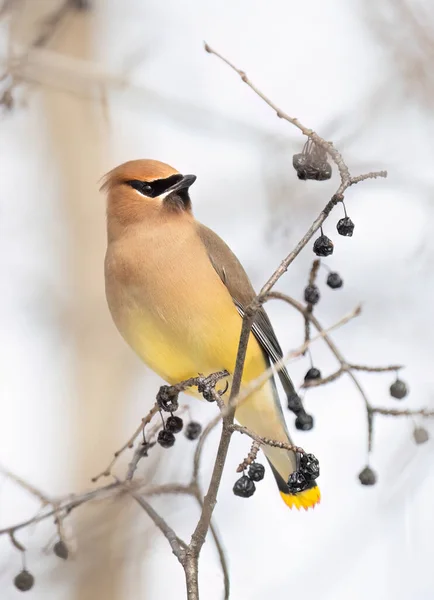 A lone Cedar Waxwing perched on a branch in a Canadian winter