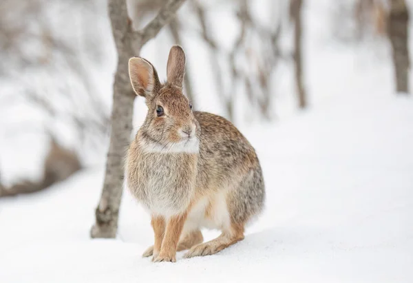 Conejo Cola Algodón Oriental Primer Plano Sentado Bosque Invierno —  Fotos de Stock