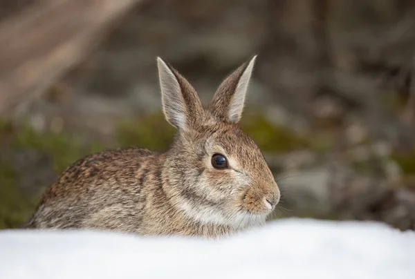 Eastern Cottontail Rabbit Closeup Sitting Winter Forest — Stock Photo, Image