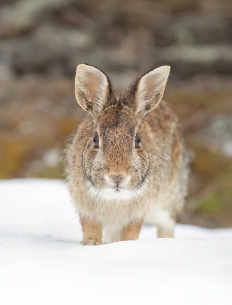 Eastern Cottontail Rabbit Closeup Sitting Winter Forest — Stock Photo, Image