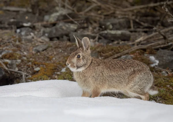Eastern Cottontail Rabbit Sitting Winter Forest — Stock Photo, Image