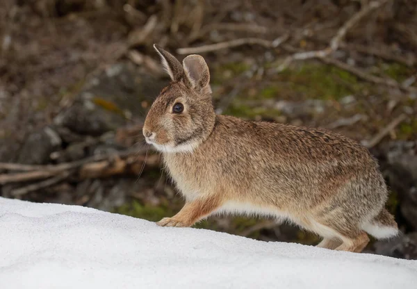 Eastern Cottontail Rabbit Hopping Snow — Stock Photo, Image