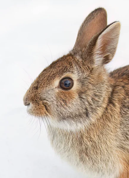 Conejo Cola Algodón Oriental Primer Plano Sentado Bosque Invierno —  Fotos de Stock