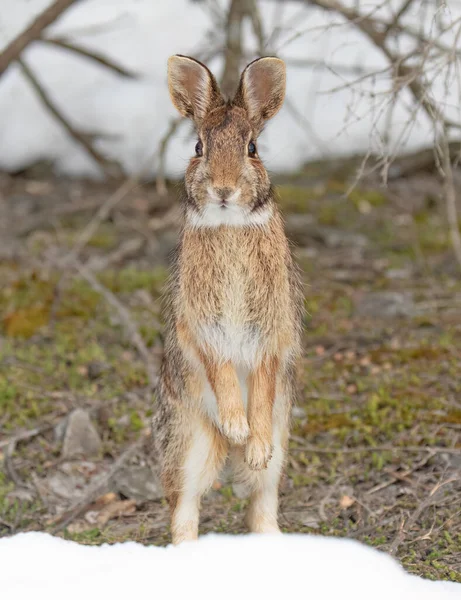 Eastern cottontail rabbit standing on its hind legs in a winter forest.