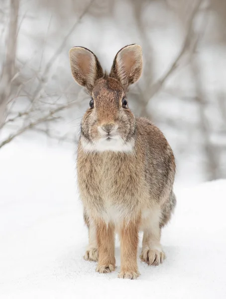 An eastern cottontail rabbit sitting in a winter forest in Canada