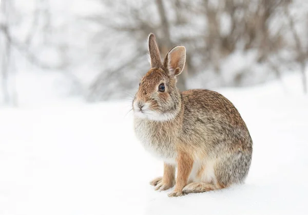 An eastern cottontail rabbit sitting in a winter forest in Canada
