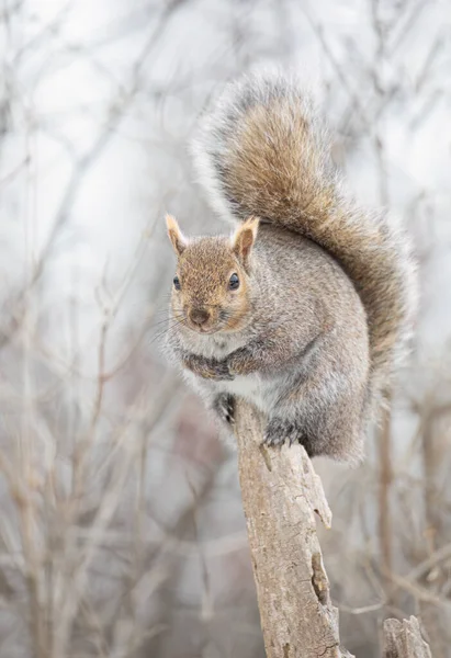 Grey squirrel posing on a tree branch in winter near the Ottawa river in Canada