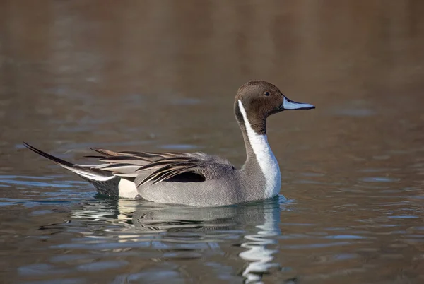 Northern Pintail Duck Male Anas Acuta Swimming Local Winter Pond — Stock Photo, Image