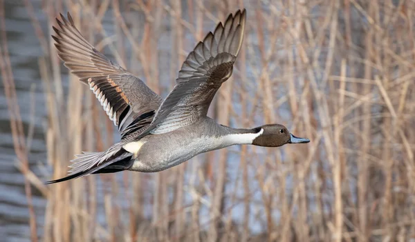 Northern Pintail Duck Male Anas Acuta Die Vliegt Een Lokale — Stockfoto
